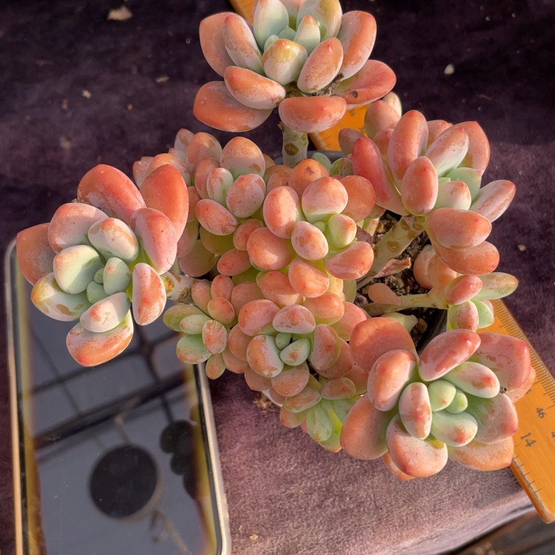 ****寶洛神群生多肉植物一物一拍