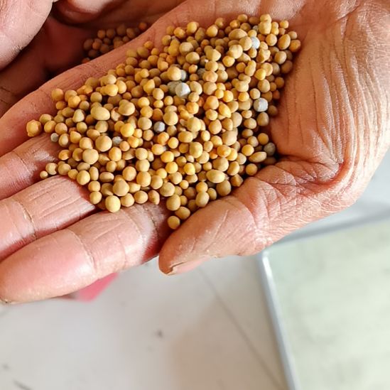 正宗奥绿肥A2的2斤