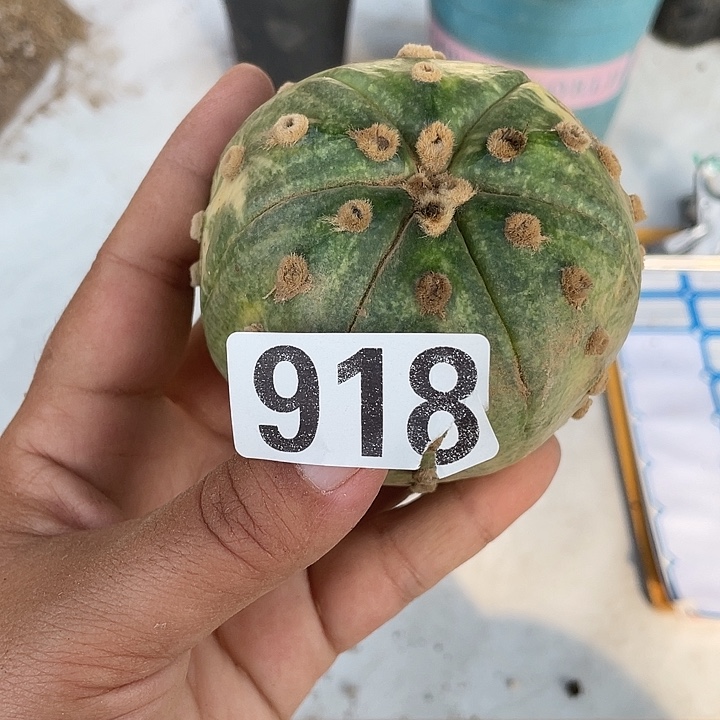 918号无根仙人球一个