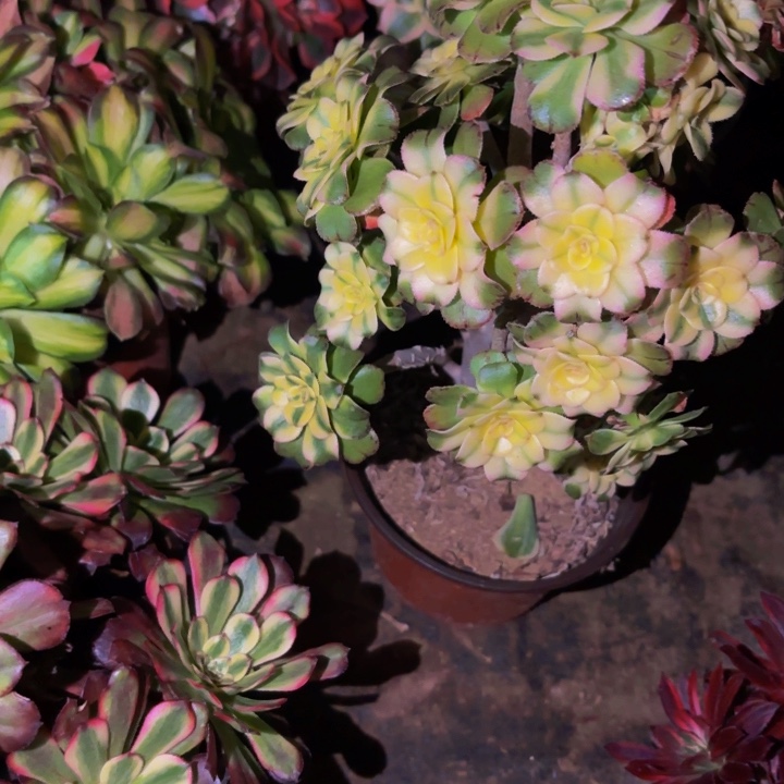 733艳日伞多肉植物