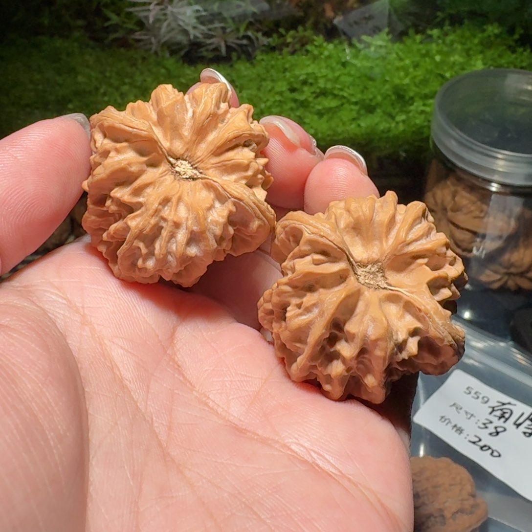 644号36尺寸凹底曹大龙核桃