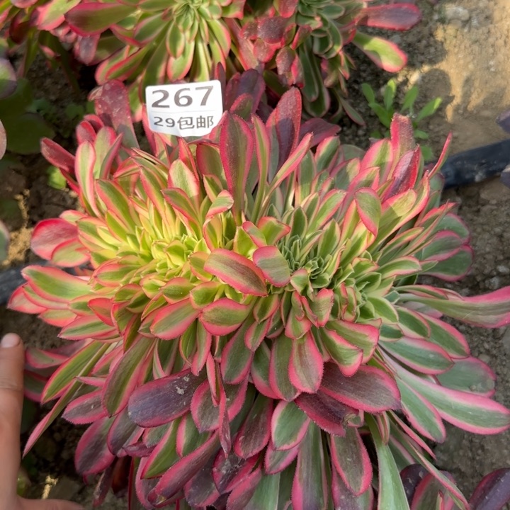 美缀……多肉植物……