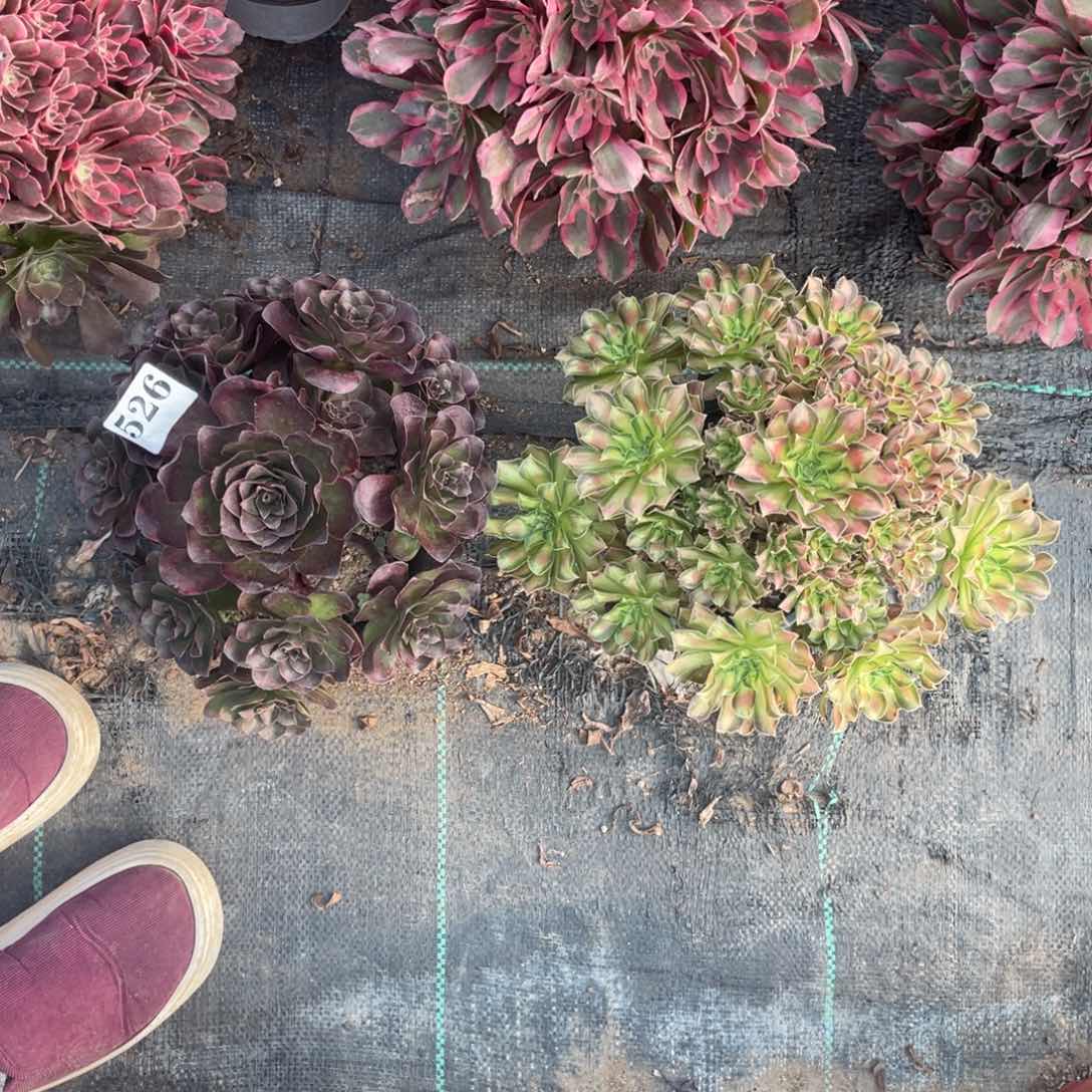 526精品法师韶华媚金玫瑰