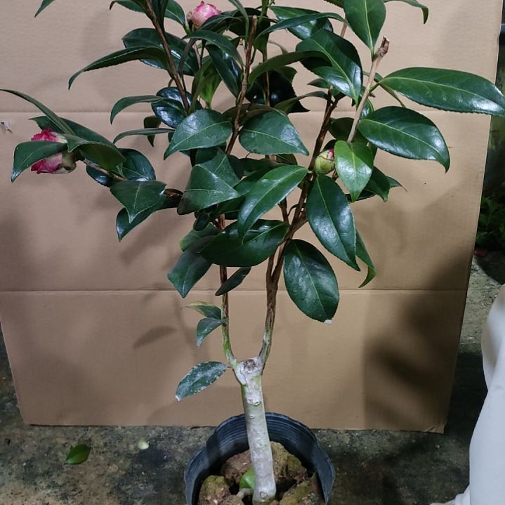 122伯拜范，不知名，原盆原土发货