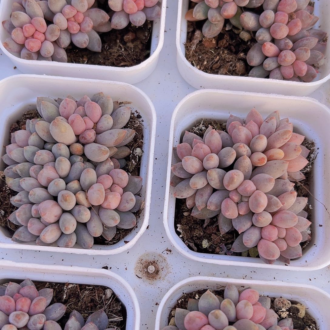 蓝舌香水5头起19包邮