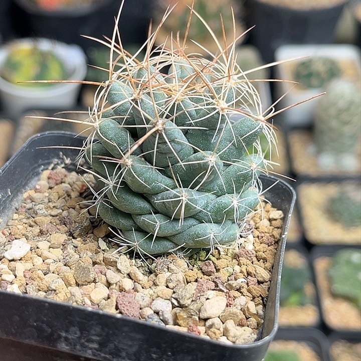 无名老品种实生球一颗