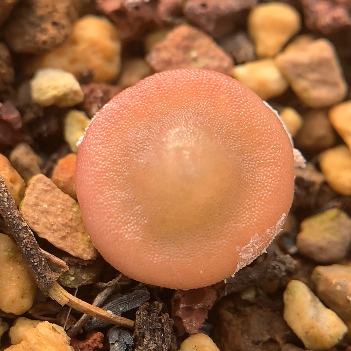 哈默灯泡 肉锥植物