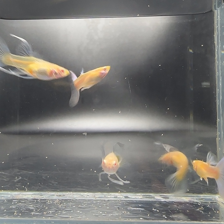 孔雀鱼蓝白大c3母2公