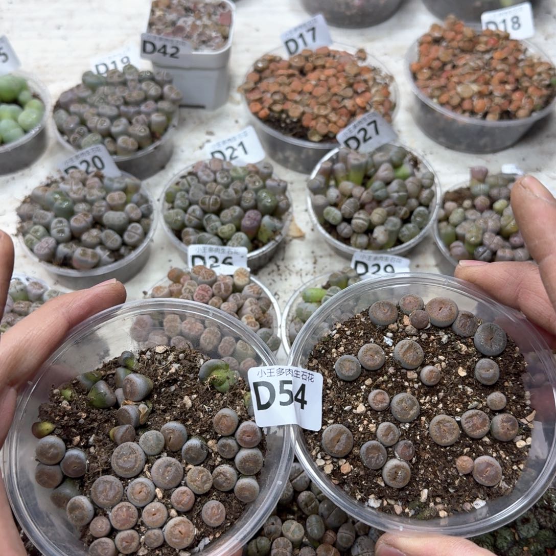 D54。153。 窗特别干净一个品种