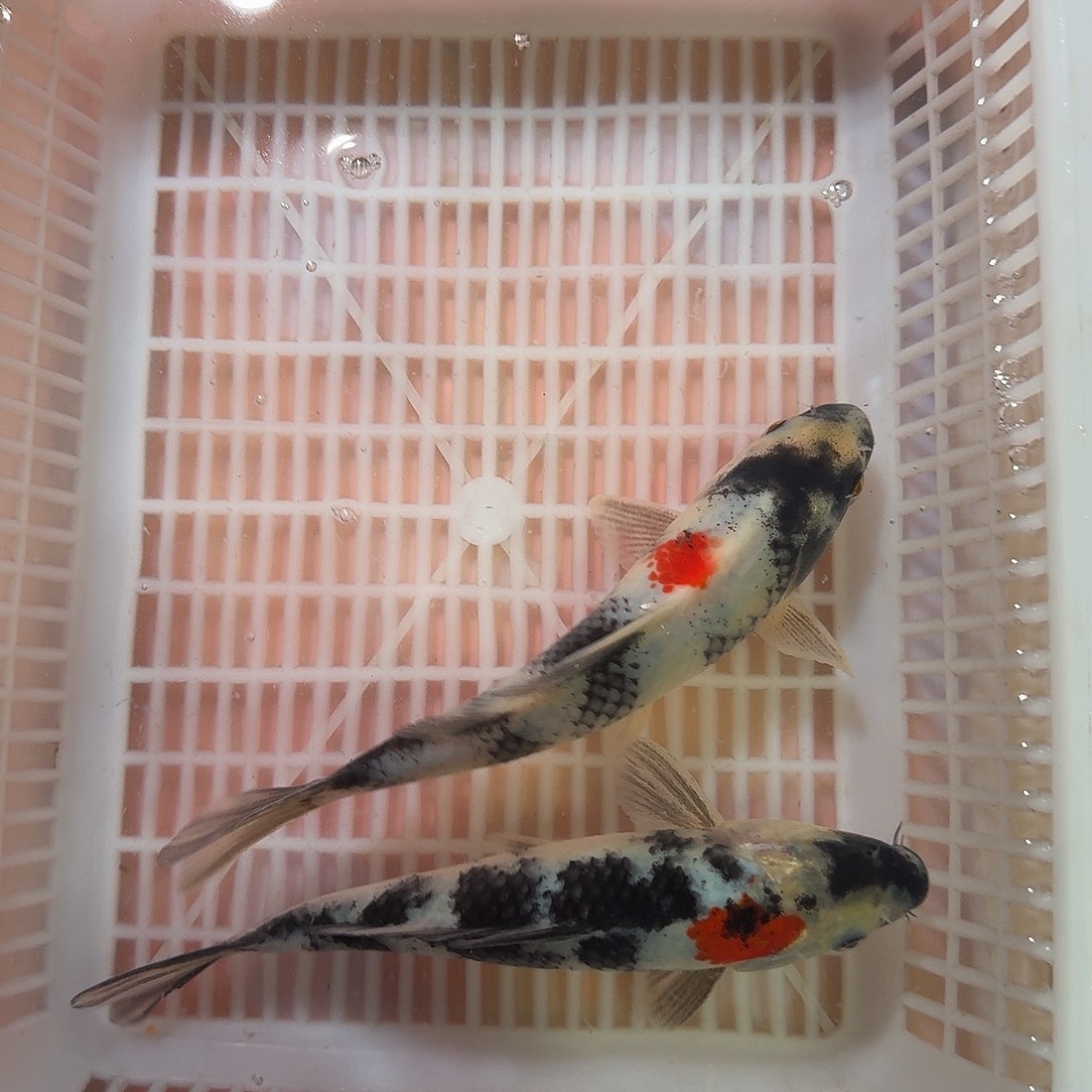 海水鱼锦鲤观赏鱼直播链接