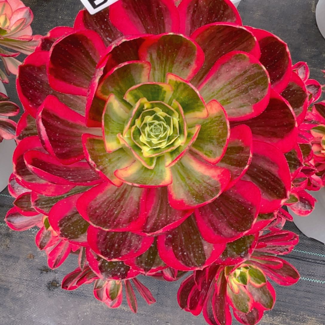 紫砂茶杯乐*602魅影哈哈哈