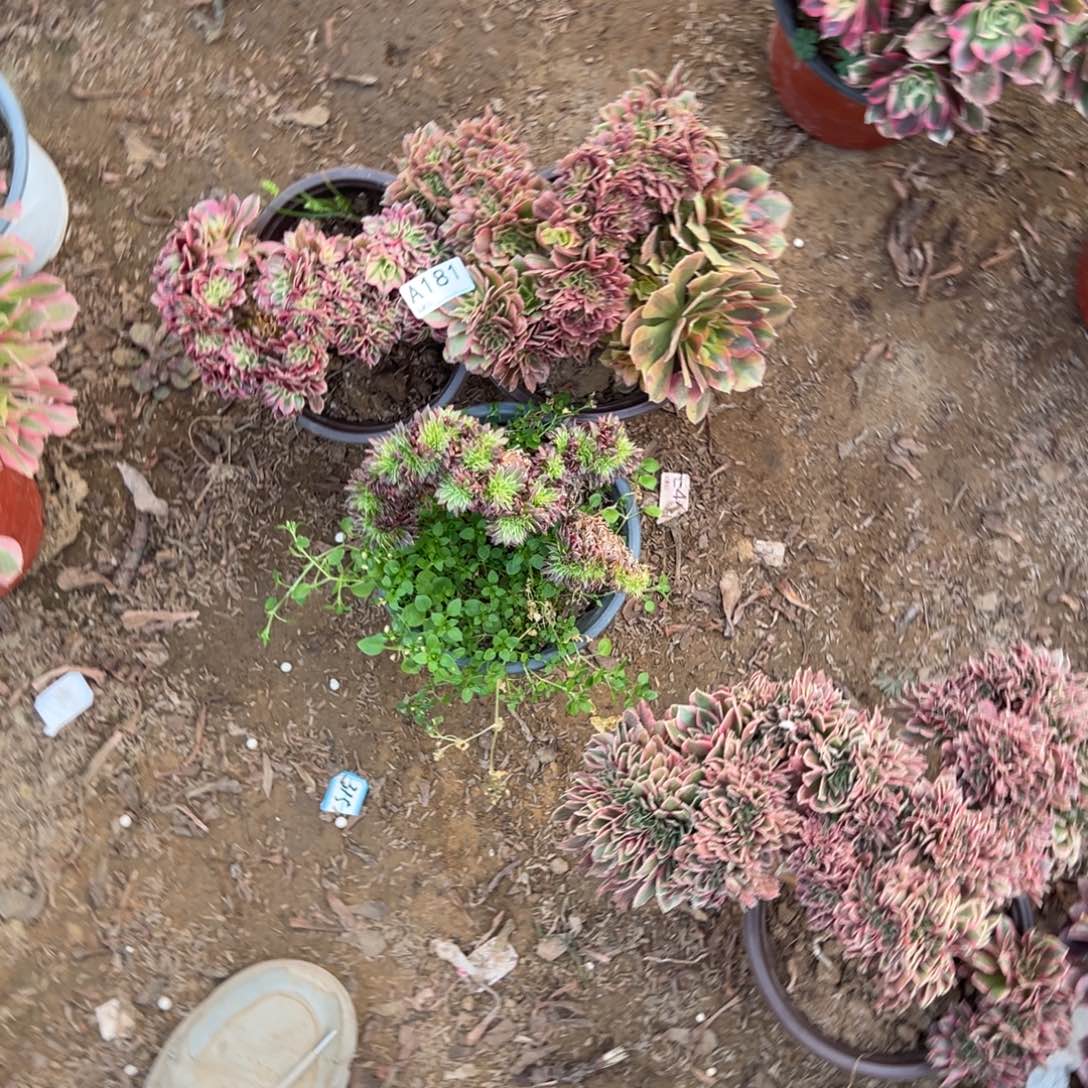 小***珑181三颗组合多肉植物法师