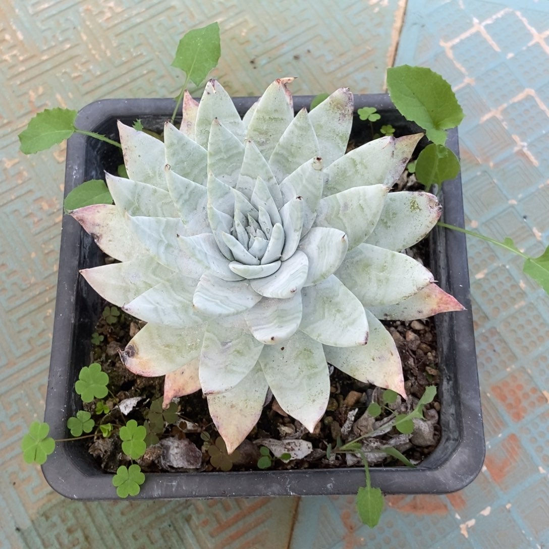 宽圆叶布瑞东尼多肉