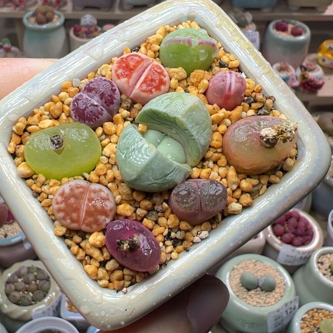 多肉植物193号组合彩色