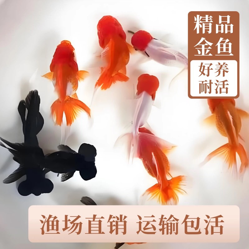 【精品金鱼礼包】11条6-8厘米丹顶红狮龙睛淡水冷水观赏金鱼包邮