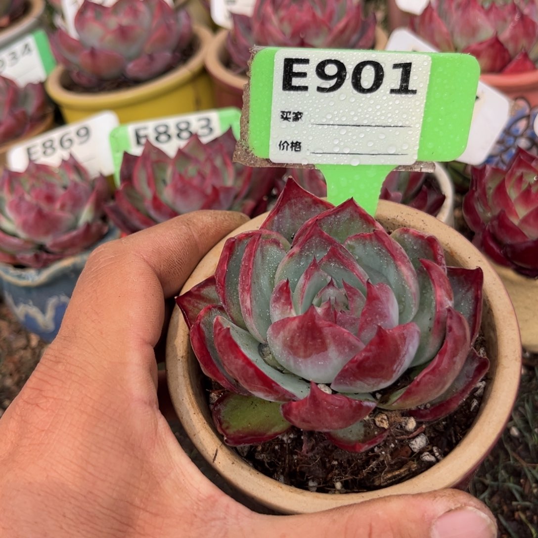 惊鸿一瞥901号多肉