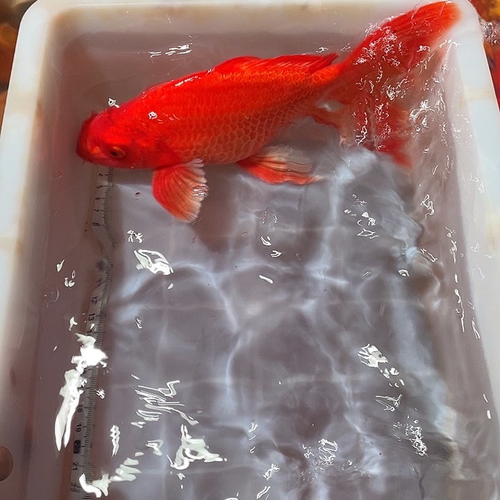 蝴蝶鲤鱼渔场直发52