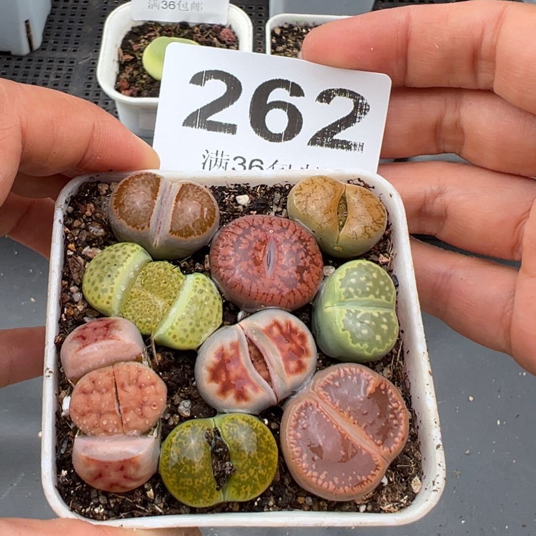 1.22好看的多肉262