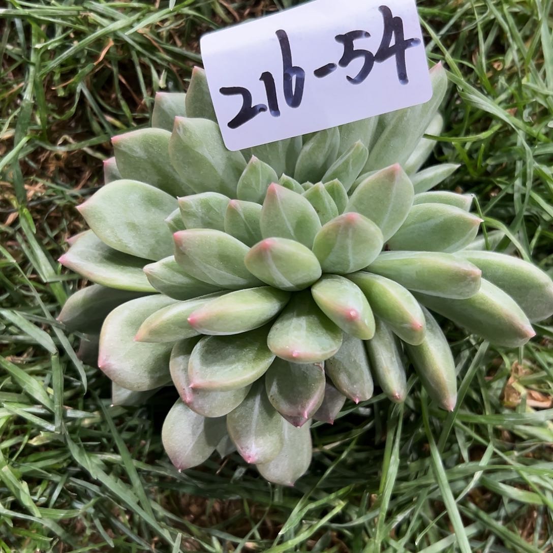 冥*?216-54绿橙缀化多肉自己发根