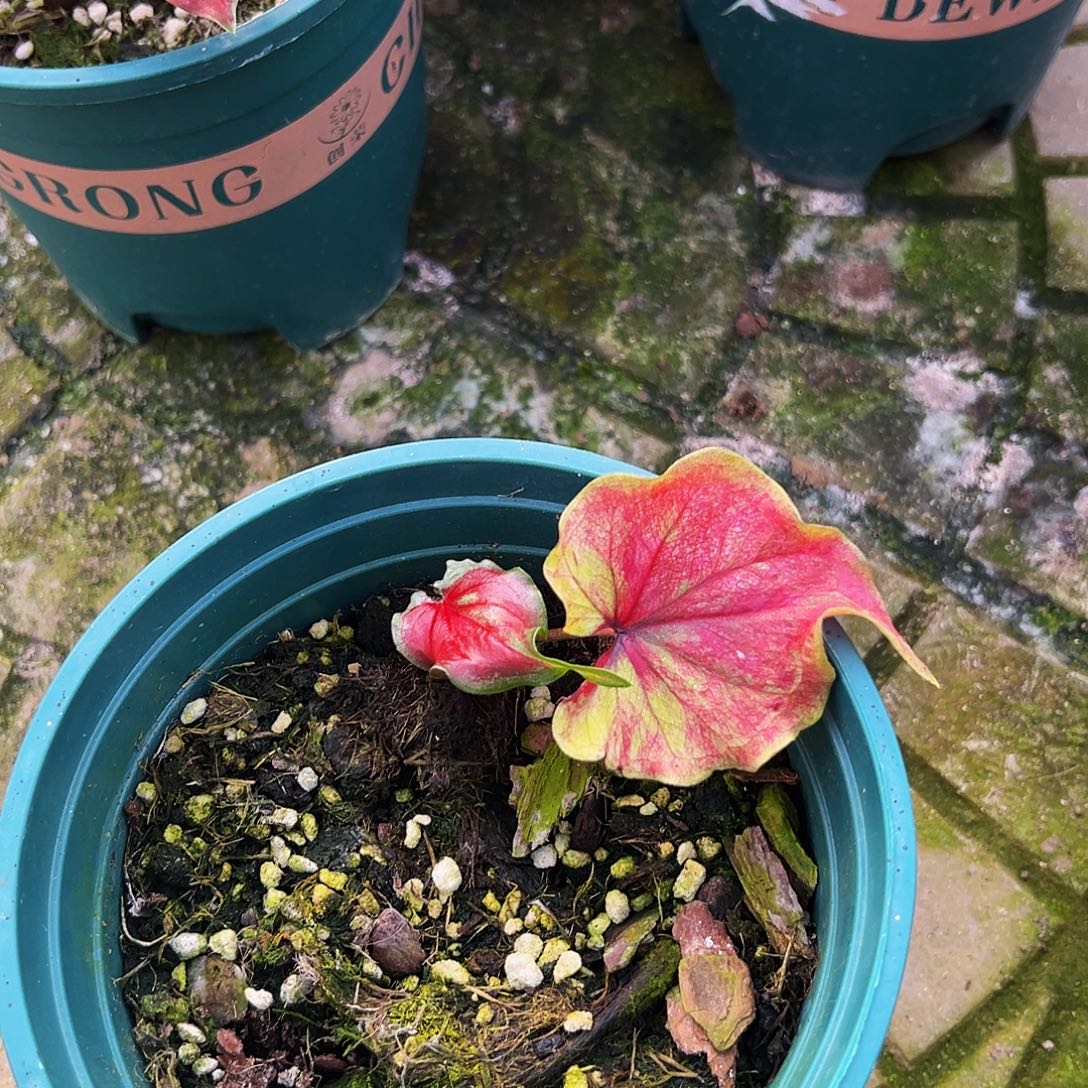 完全开放一物一拍0154