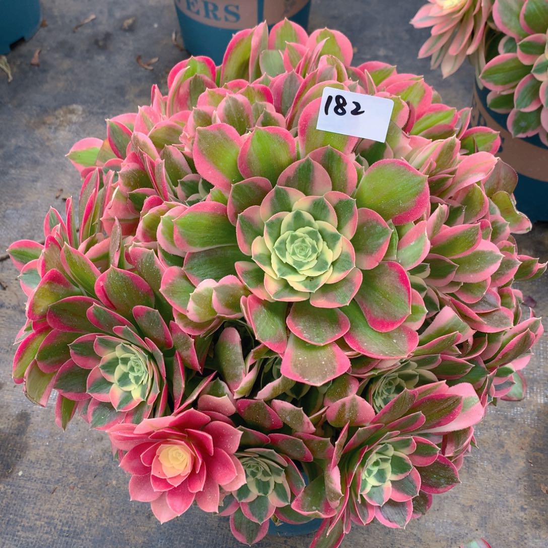 182粉水晶精品法师多肉