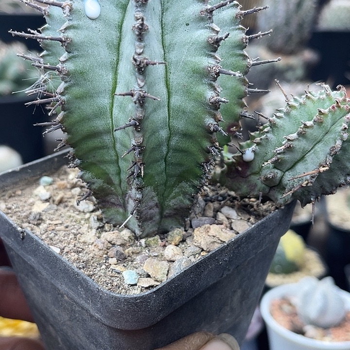 白衣魁伟玉一颗包邮