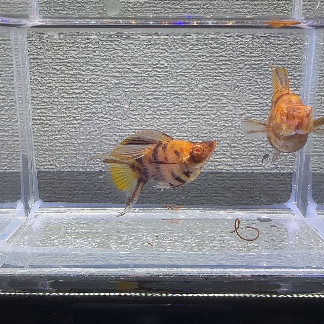 黑玛丽鱼可可大理石