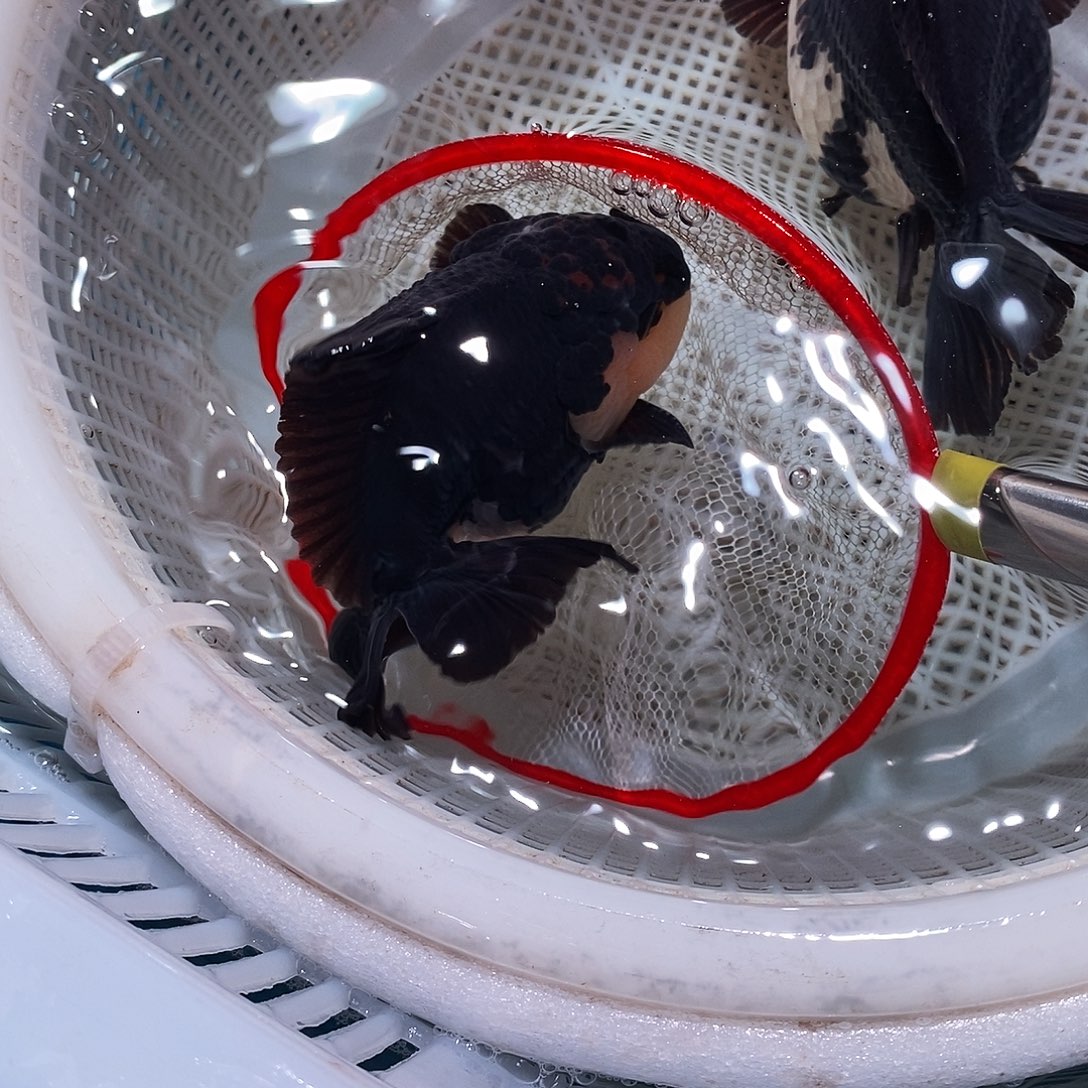 走***煌海水鱼1条玛丽玛丽