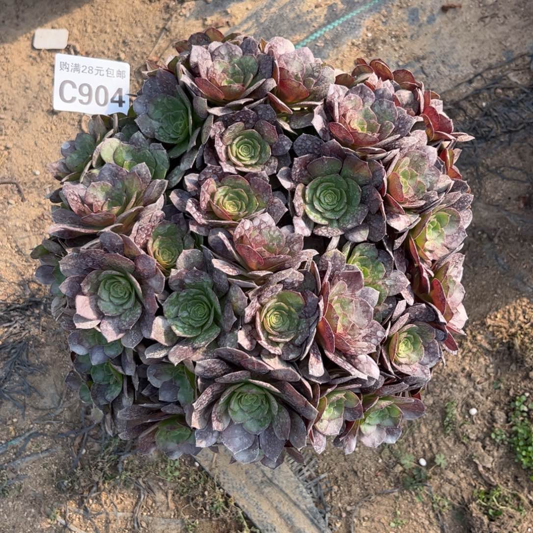 904多肉植物黑魔