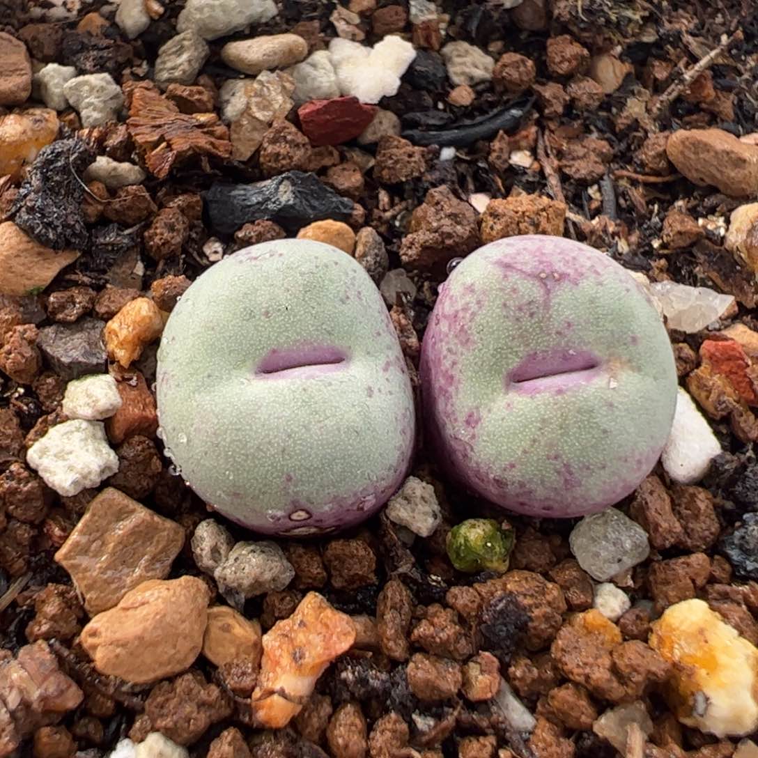 115多肉植物组合