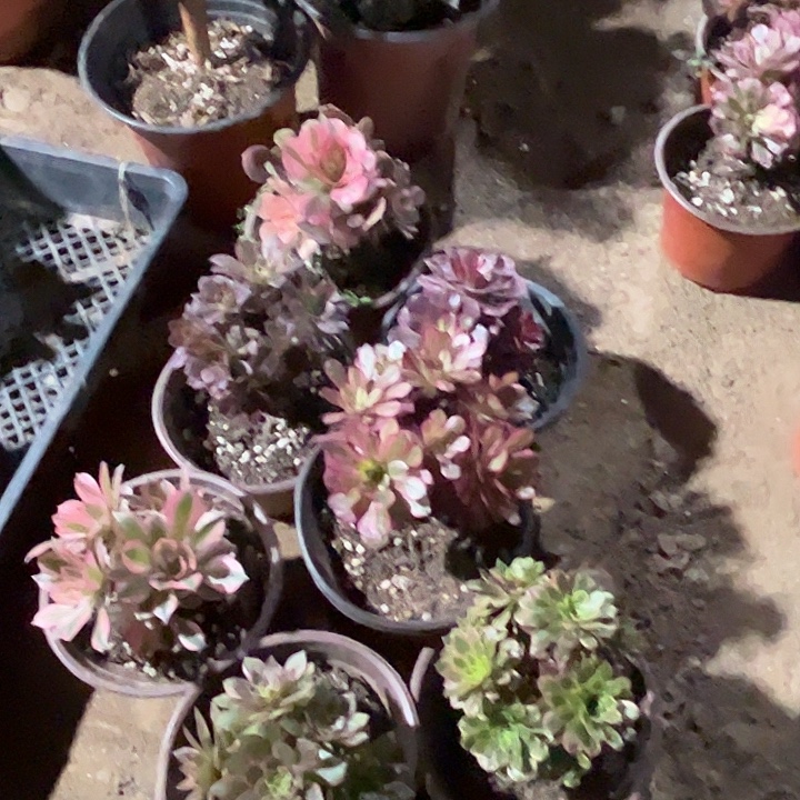 660多肉植物瑕疵特价，