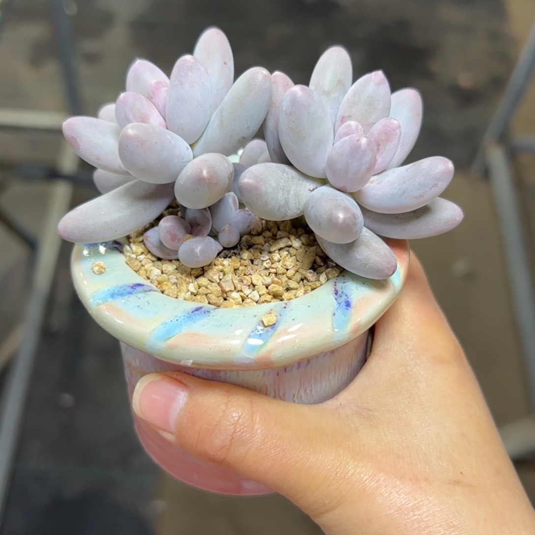 546 多肉植物组合盆栽