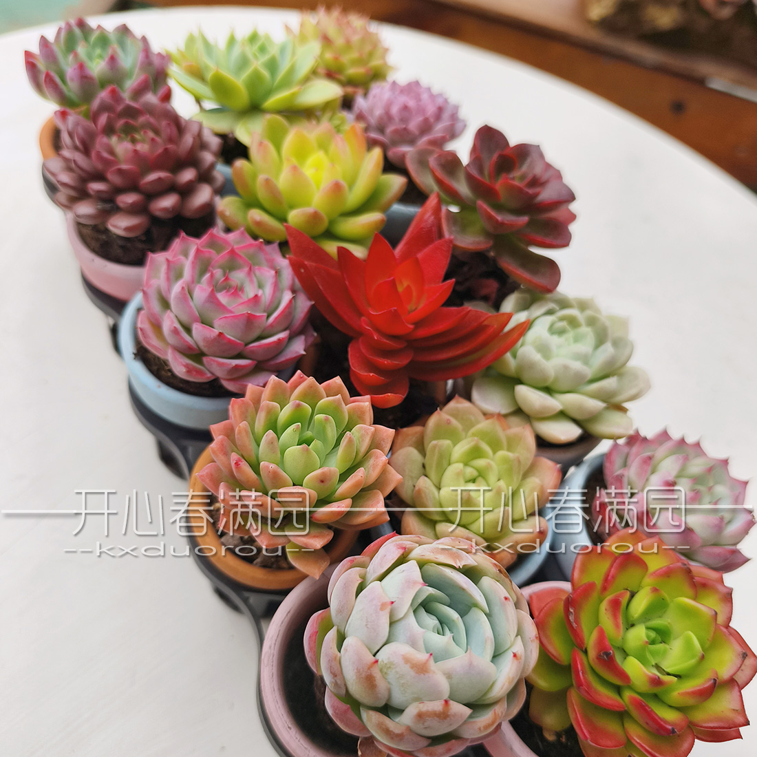 精控多肉植物迷你小陶盆花卉多肉桌面小盆栽含盆土