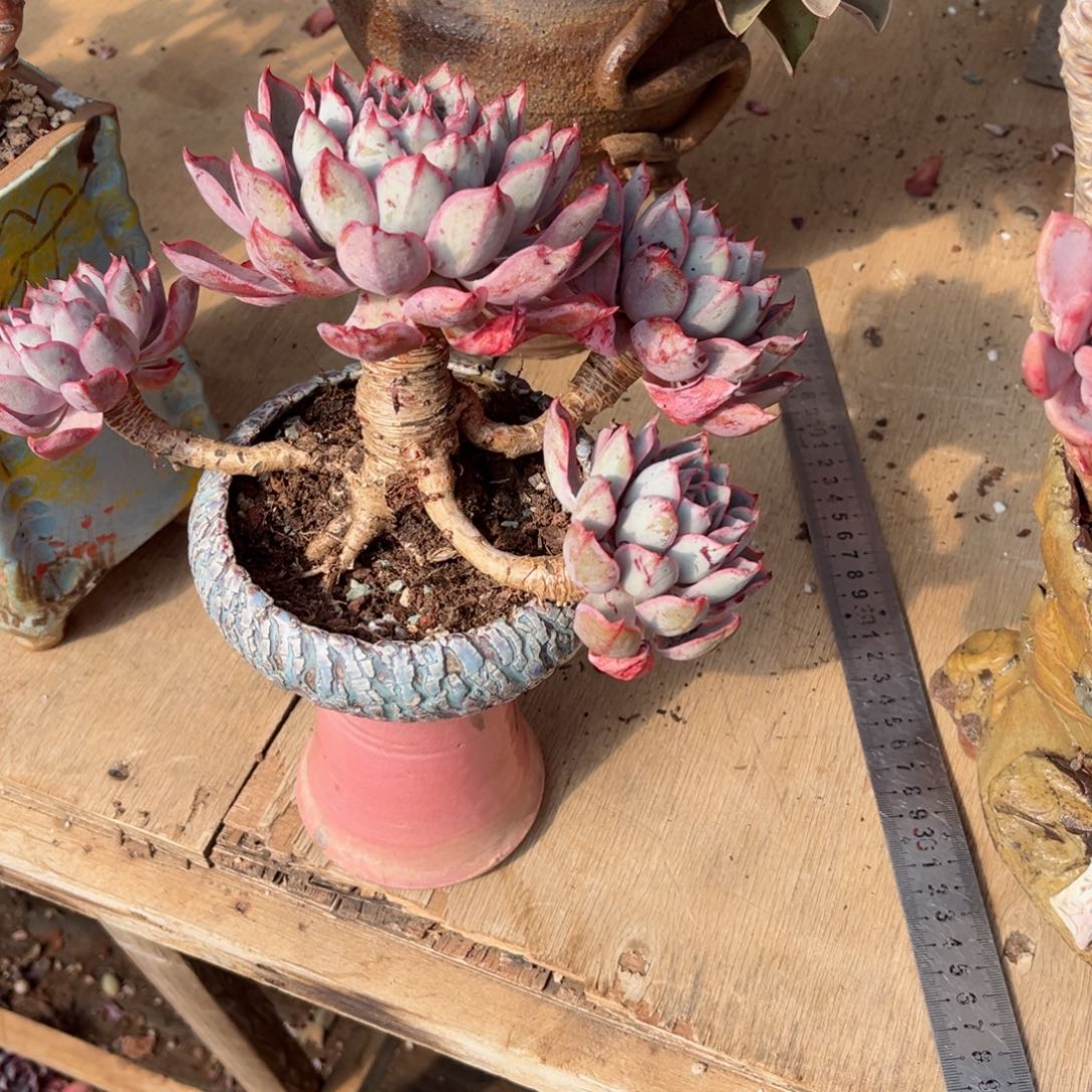 在这样下去真的？在这片