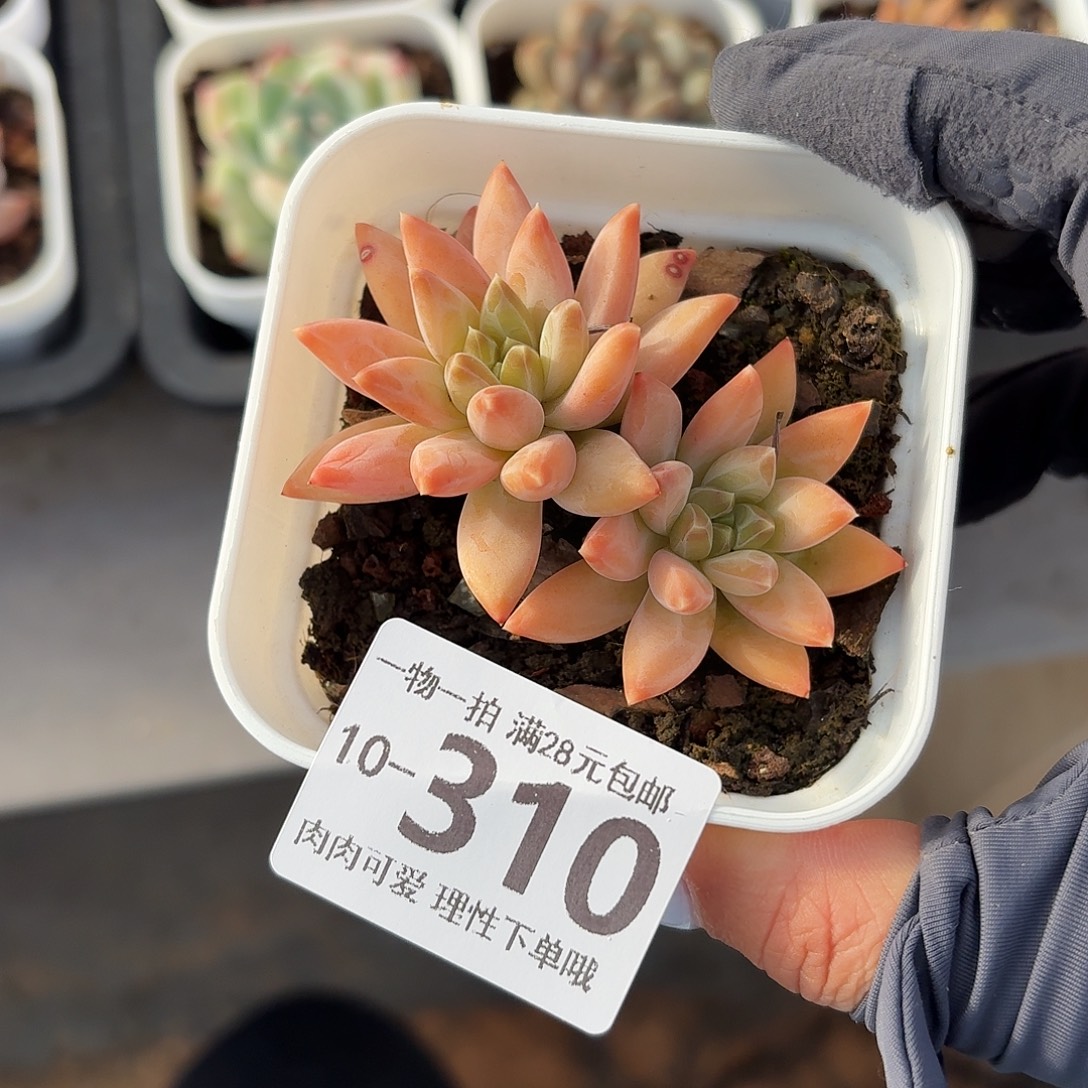 陨石无盆土发货无盆