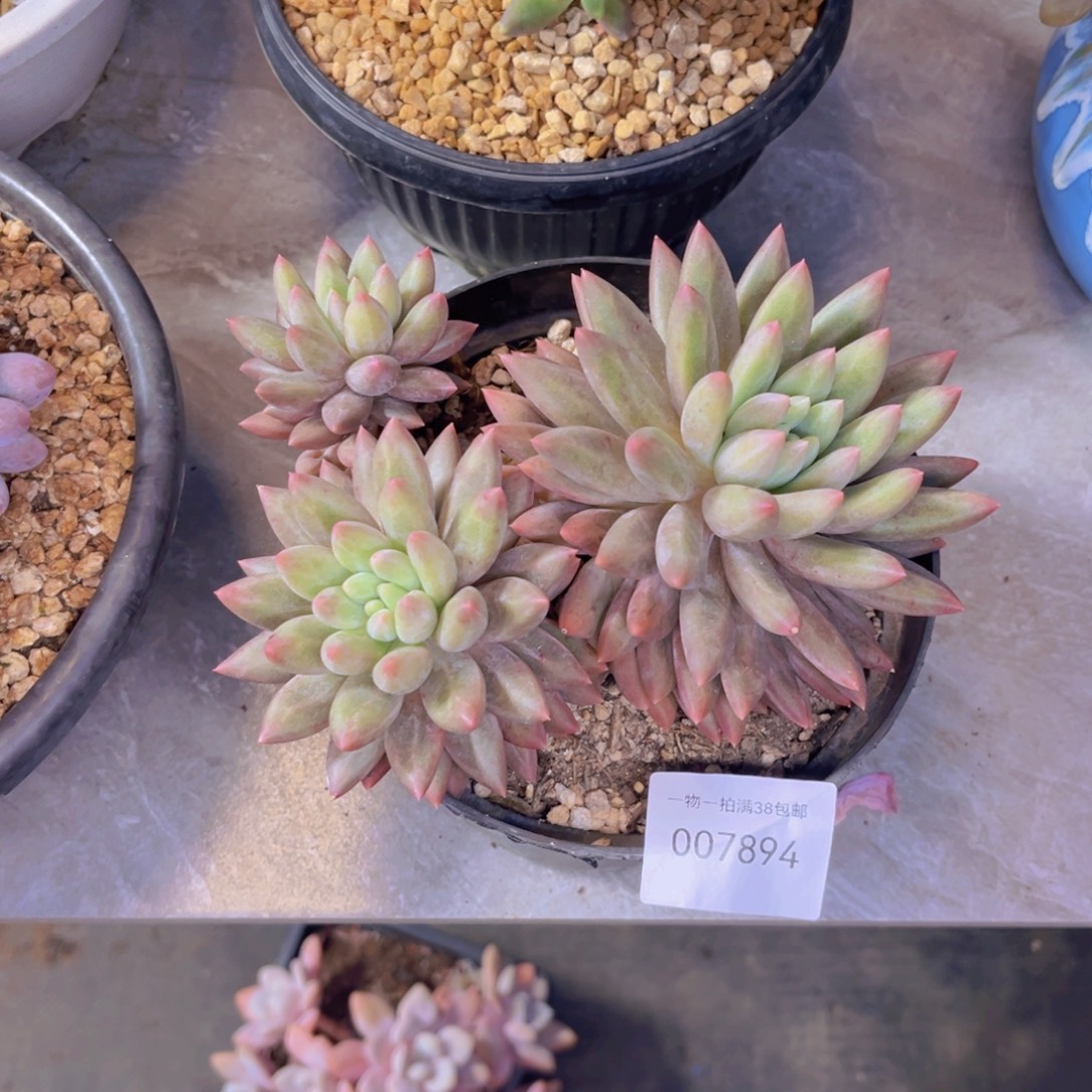 多肉一物一拍7894