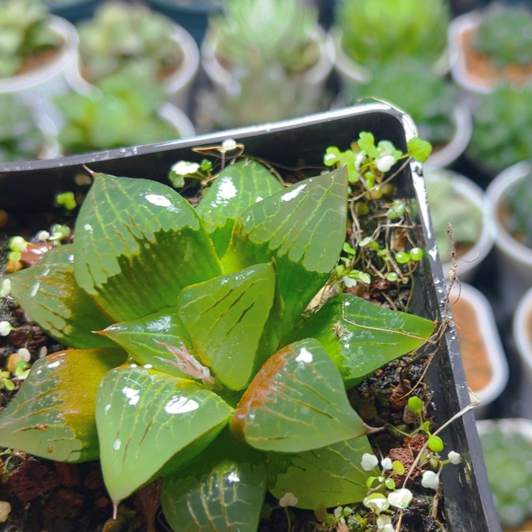 方盆啊寒湖玉露多肉多肉一颗