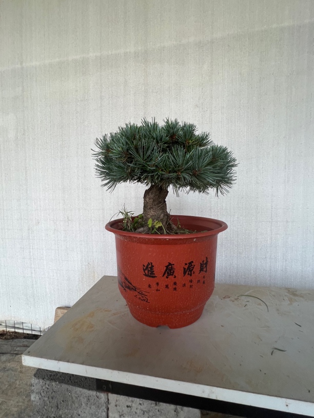 金针大阪盆栽四季常青适合阳台庭院