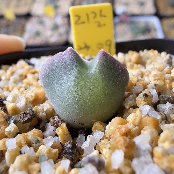 ?****?韩国my大眼睛2年 11-30-c13 