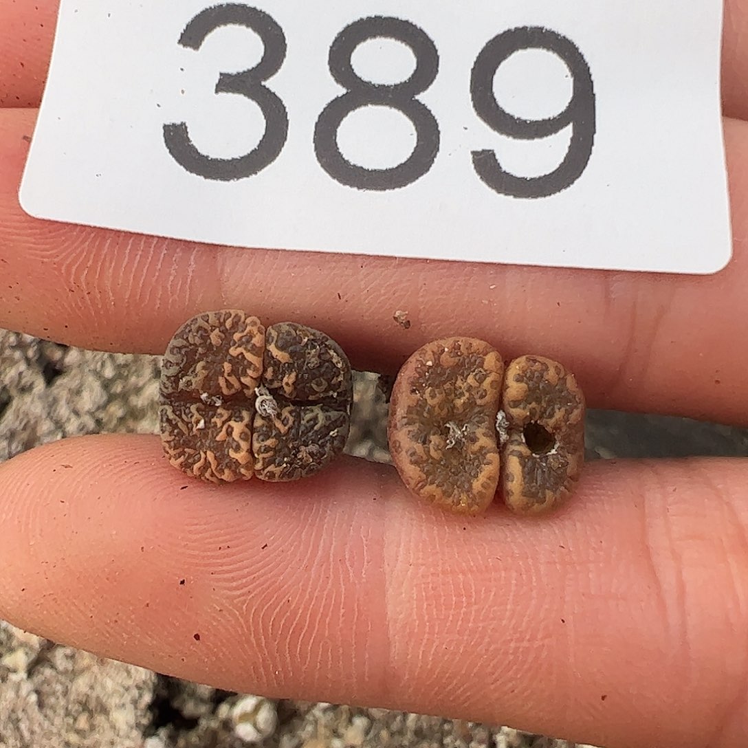 一物一拍泡泡勋章杂交389