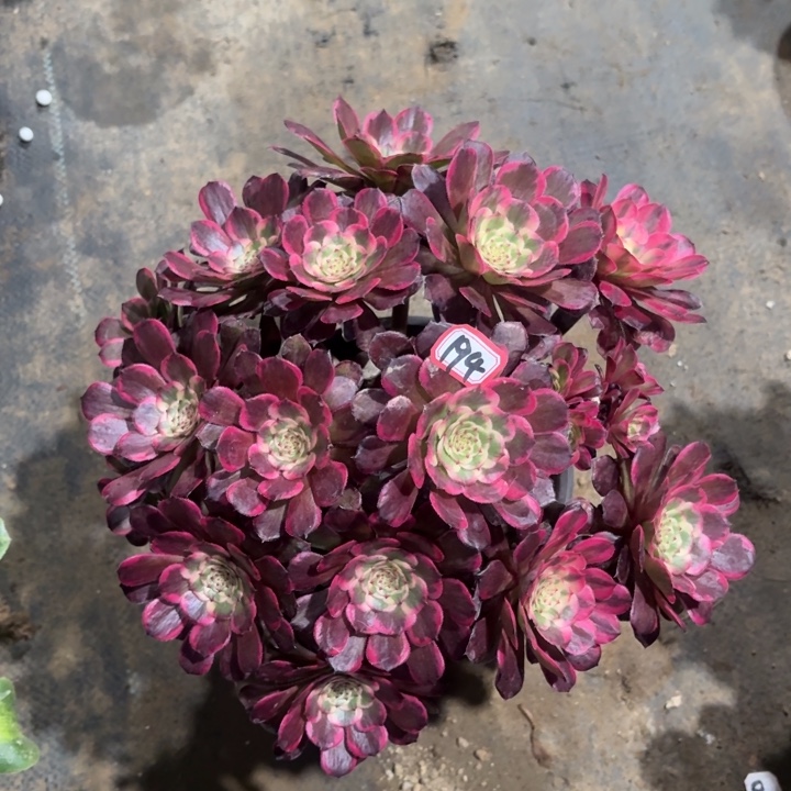 一物一拍黑金刚丛林朵朵194