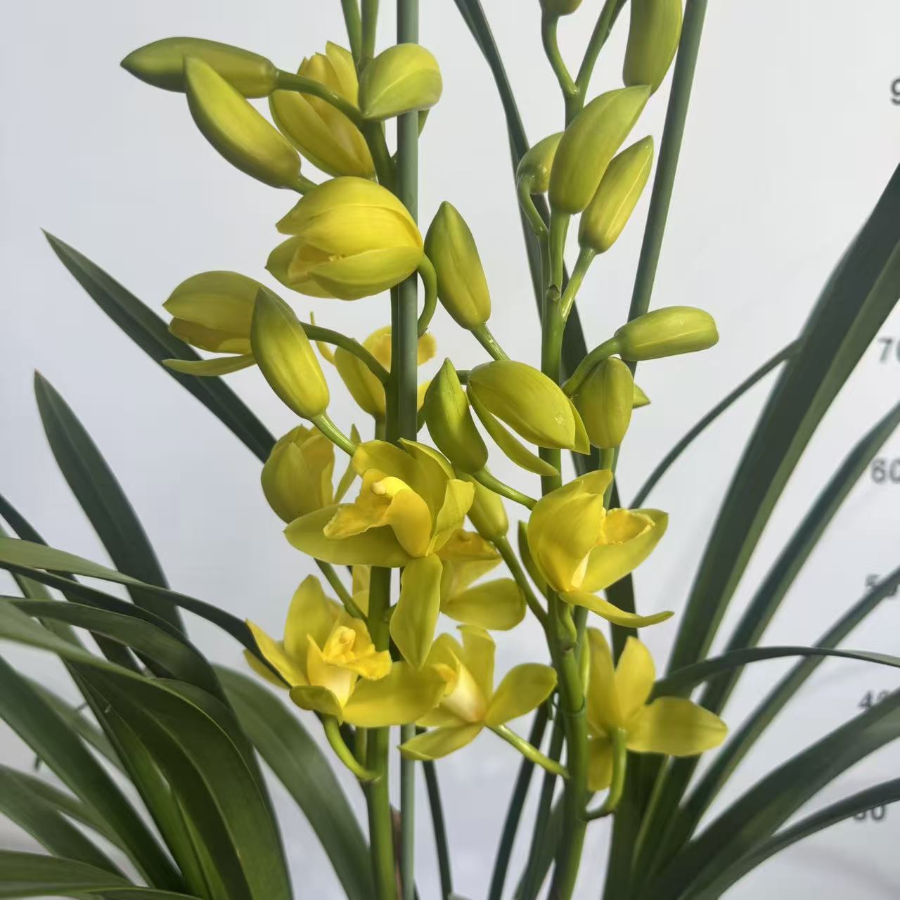 502大花蕙兰盆栽室内花卉好养易活