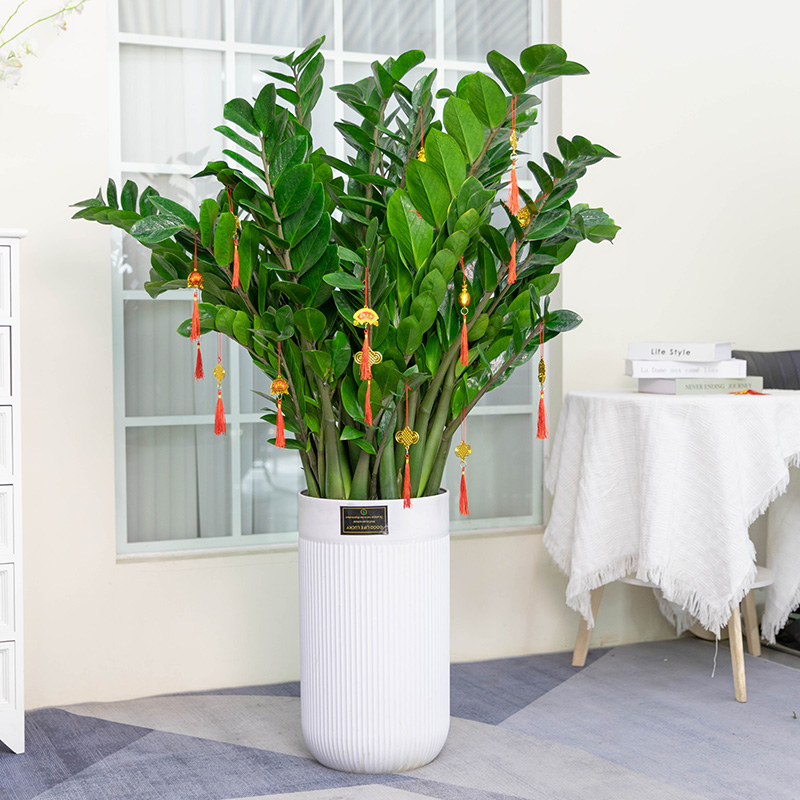 金钱树室内客厅摇树绿植发财树盆栽花卉植物四季好养活