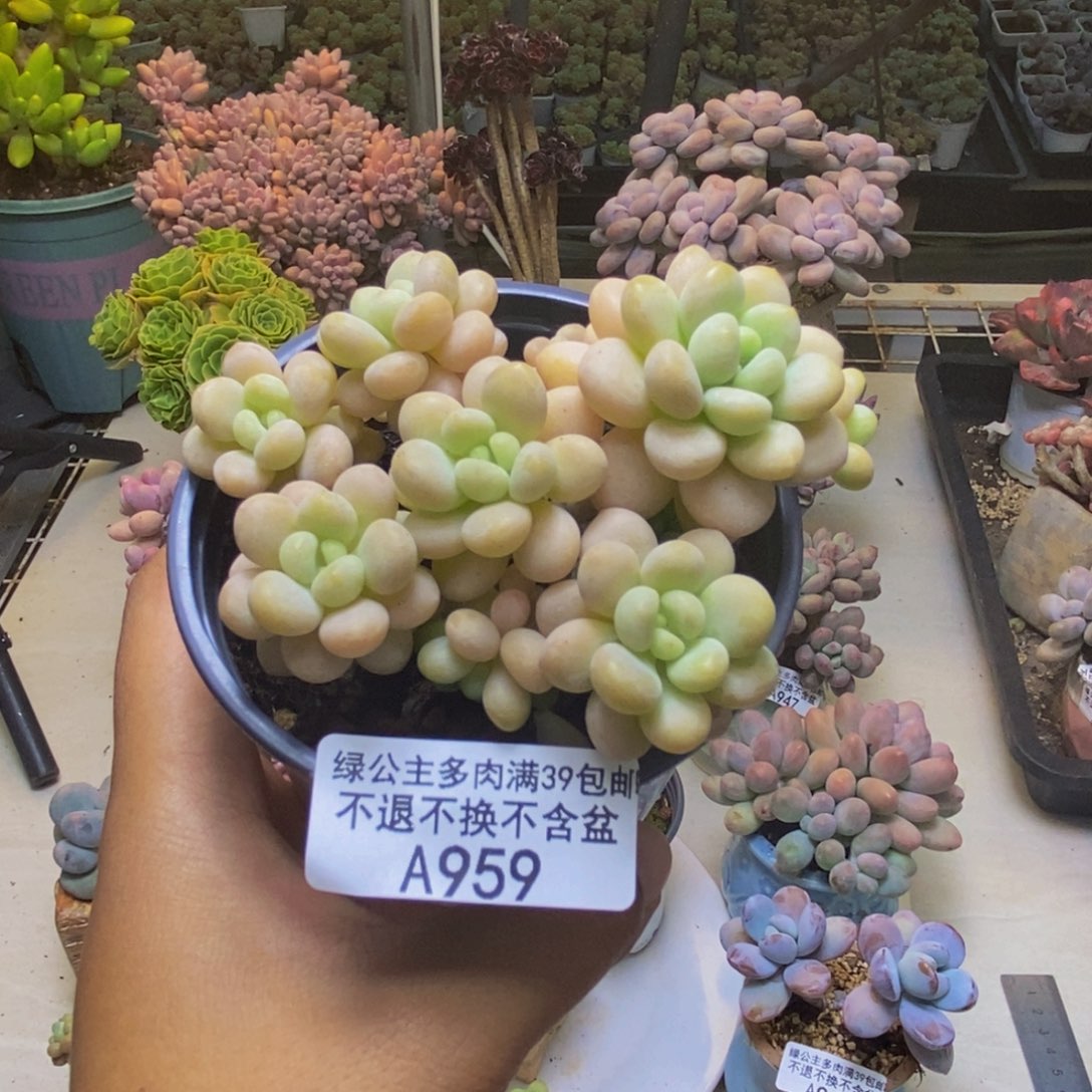 959洛可可多肉7cm