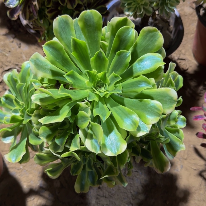 绿豆沙周正9.9。    