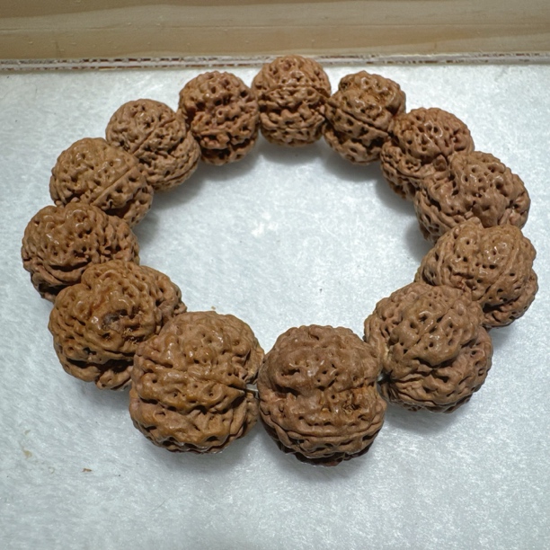 尼泊尔梅花大金刚龙牙