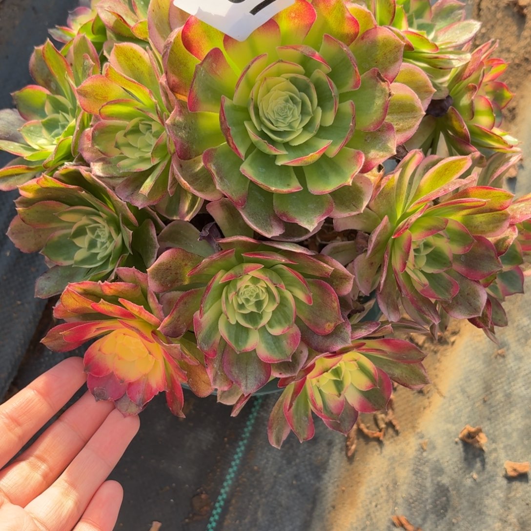 481海鲜多肉植物福利