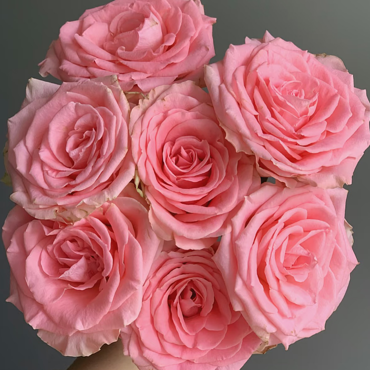 【香羿鲜花】春晓玫瑰10支/全场任意两单及以上包邮