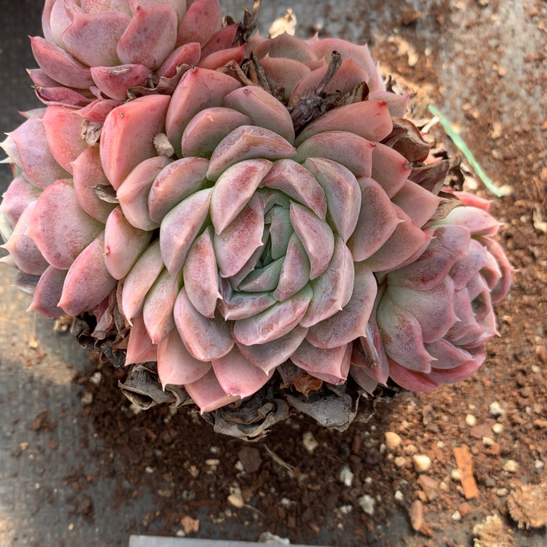 7782杂交多肉植物