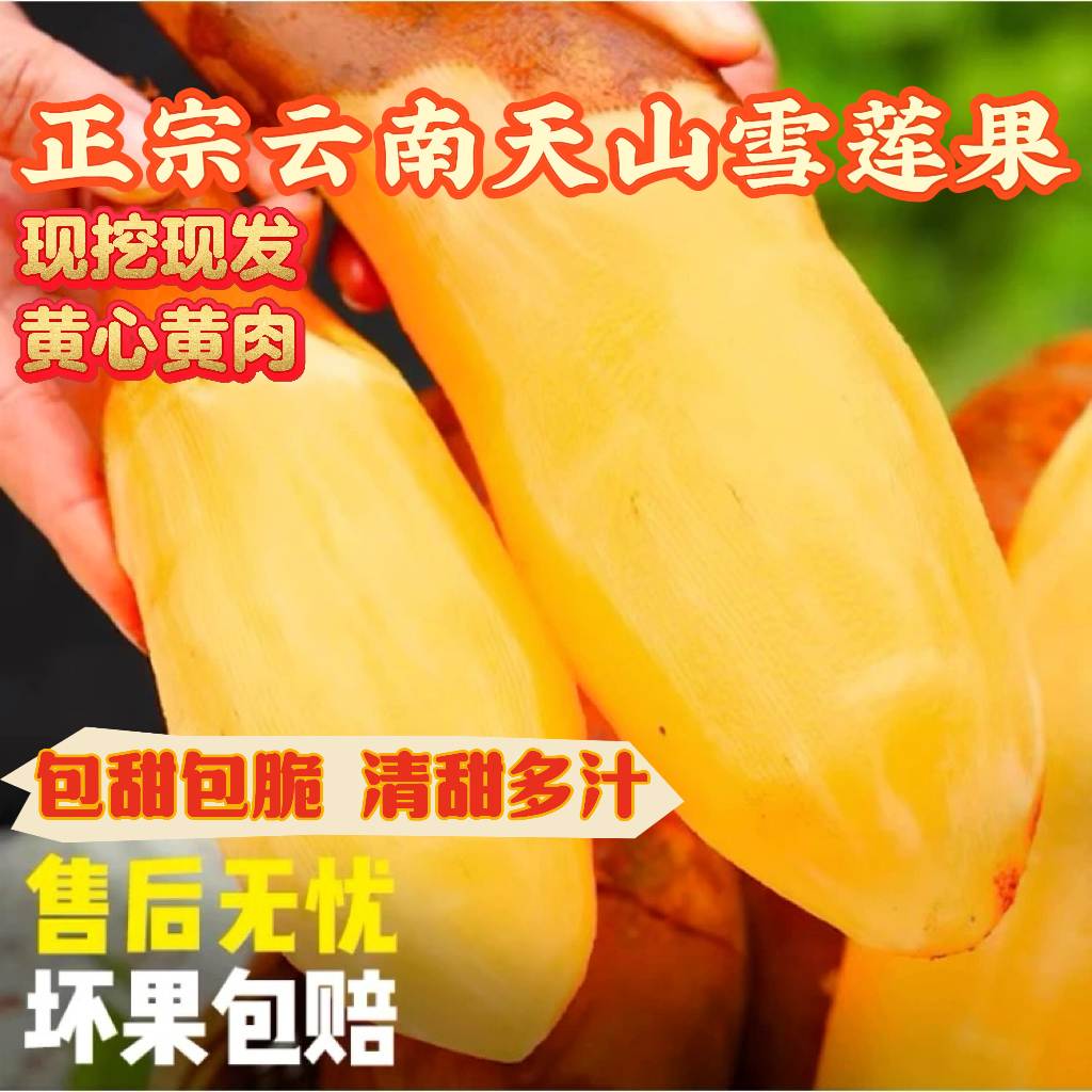 云南天山雪莲果应季新鲜现挖黄心水果清甜脆爽多汁